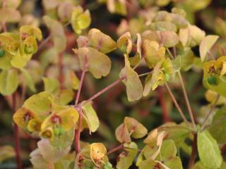 Euphorbia amygdaloides 'Purpurea'