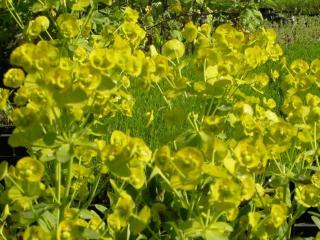 Euphorbia amygdaloides var.robbiae