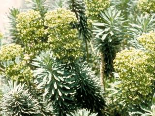 Euphorbia characias ssp characias