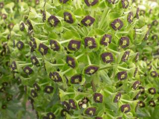 Euphorbia characias 'Black Pearl'