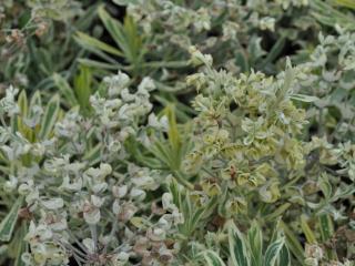 Euphorbia characias 'Burrow Silver'