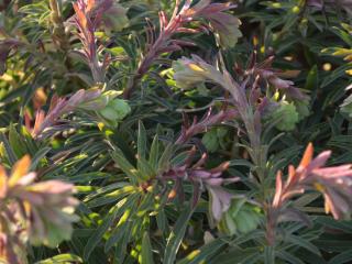 Euphorbia characias 'Forescate'