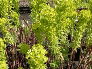 Euphorbia characias 'Humpty Dumpty'