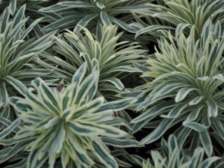 Euphorbia characias 'Tasmanian Tiger'