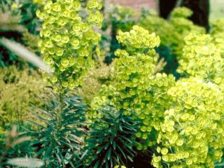 Euphorbia characias ssp wulfenii