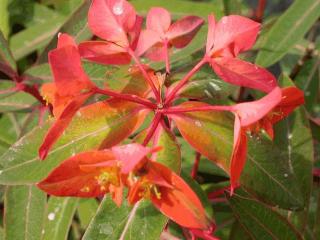 Euphorbia griffithii 'Fireglow'