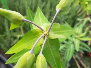 Euphorbia lathyris