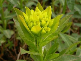 Euphorbia palustris 'Wahlenburgs Glory'