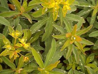 Euphorbia polychroma (epithymoides)
