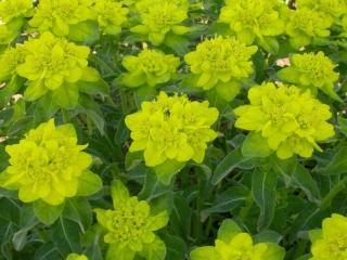 Euphorbia polychroma 'Senior'