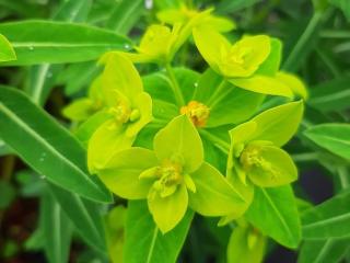 Euphorbia schillingii