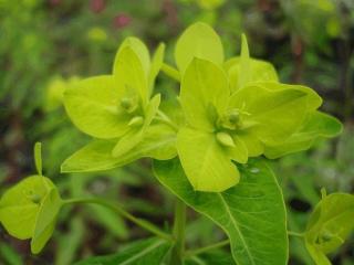 Euphorbia wallichii