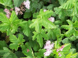 Filipendula hybride 'Kahomé'