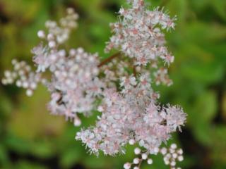 Filipendula palmata 'Nana'