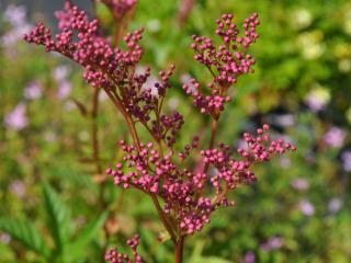 Filipendula rubra 'Venusta'