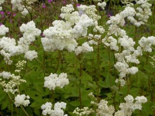 Filipendula ulmaria 'Plena'