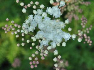 Filipendula vulgaris