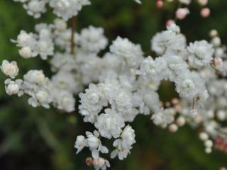 Filipendula vulgaris 'Plena'