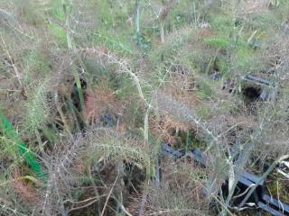 Foeniculum vulgare 'Giant Bronze'