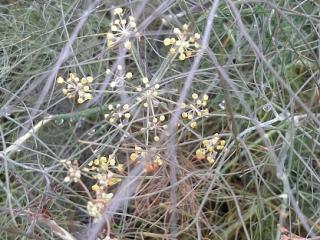 Foeniculum vulgare 'Purpureum'