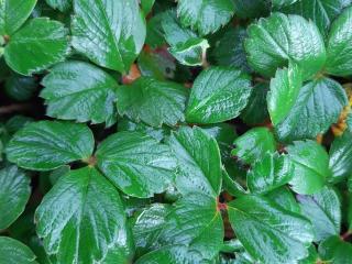 Fragaria chiloensis 'Chaval'