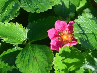 Fragaria hybride 'Lipstick'