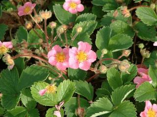 Fragaria hybride 'Pink Panda'