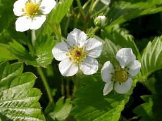 Fragaria vesca wildform