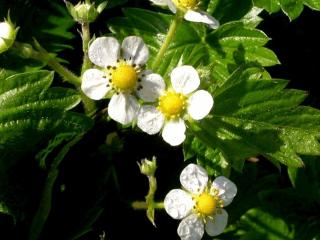 Fragaria vesca 'Alexandria'