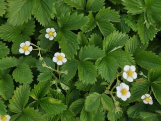 Fragaria vesca 'Alpine Yellow'