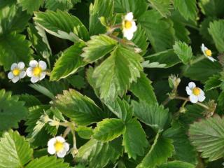 Fragaria vesca 'Verbeterd'