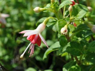 Fuchsia hybride 'Galadriel'