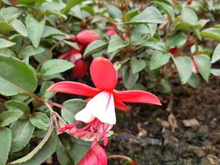 Fuchsia hybride 'Mad. Cornelissen'