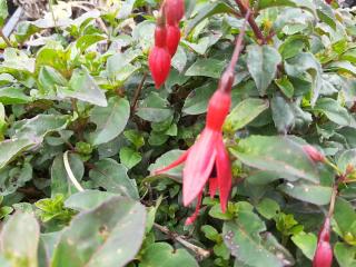 Fuchsia hybride 'Mrs. Popple'