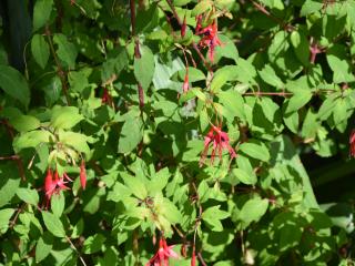 Fuchsia hybride 'Riccartonii'