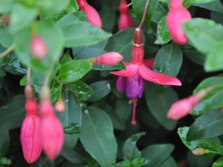 Fuchsia hybride 'Tom Thumb'