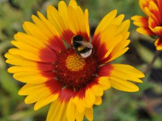 Gaillardia hybride 'Bremen'