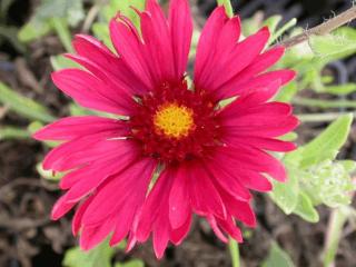 Gaillardia hybride 'Burgunder'