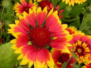 Gaillardia hybride 'Kobold'