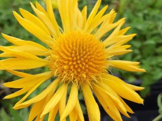 Gaillardia hybride 'Maxima Aurea'