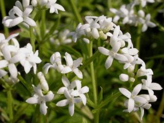 Galium odoratum