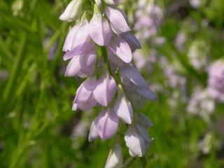 Galega officinalis