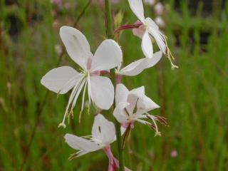 Gaura lindheimeri