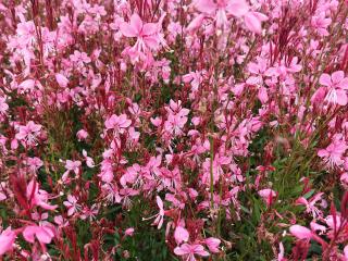 Gaura lindheimeri 'Baby Butterfly Dark Pink' ®