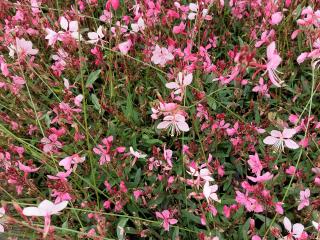 Gaura lindheimeri 'Compact Pink'