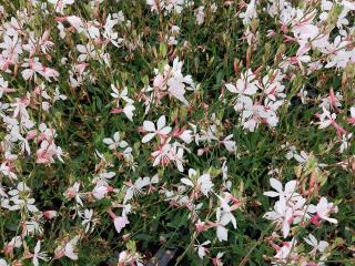 Gaura lindheimeri 'Compact White'