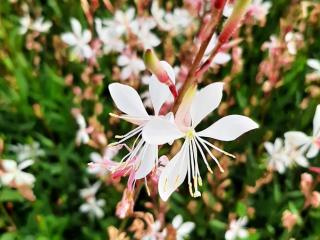 Gaura lindheimeri 'Elurra'