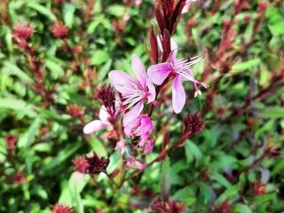 Gaura lindheimeri 'Flamingo Pink' (PBR)