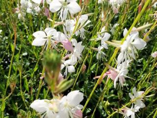 Gaura lindheimeri 'Madonna' ®