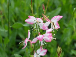 Gaura lindheimeri 'Rosy Jane'